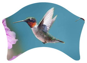 DABAN-028 Humming Bird 2